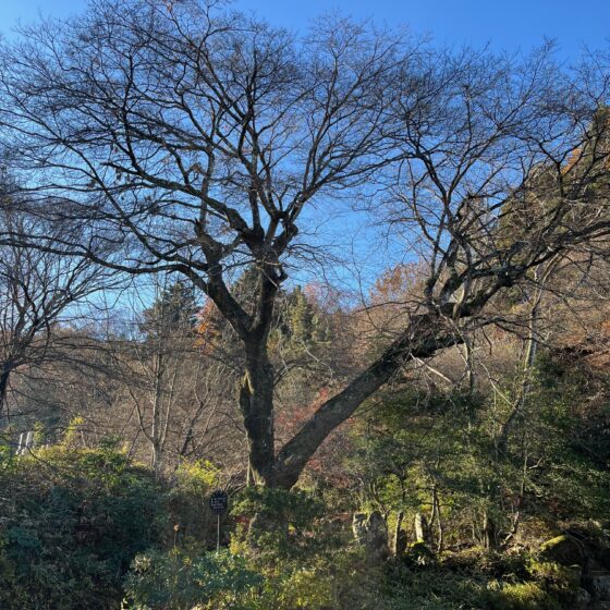 年末の清掃奉仕のお知らせ